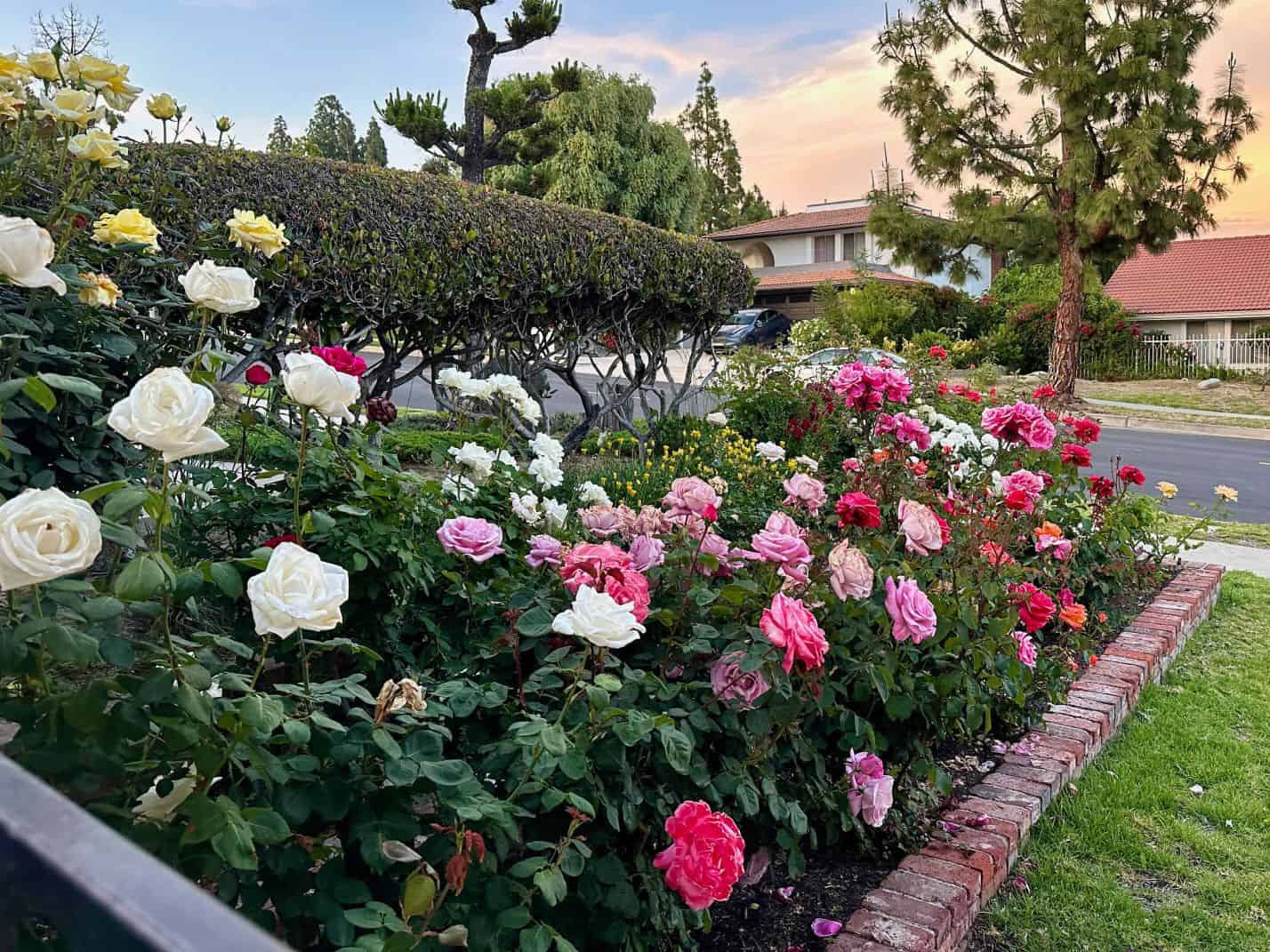 How To Prune Roses After Winter